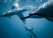 吉林男篮与辽宁队达成球员互换 姜宇星“一换二”